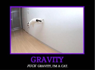 Illustration for article titled Study shows cats understand physics!
